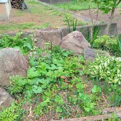 庭石各種無料でお譲りしますの画像