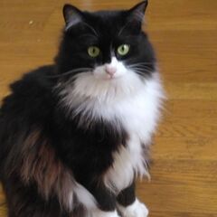 2歳のメスです