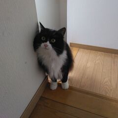 2歳のメスです - 猫