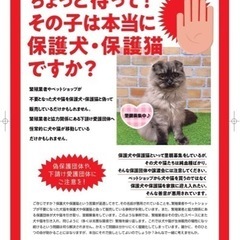 【保護猫譲渡会 in 島忠ホームズ東村山店】 − 東京都