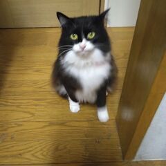 2歳のメスです - 里親募集