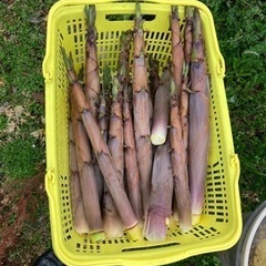 真竹、黒竹のタケノコ食品