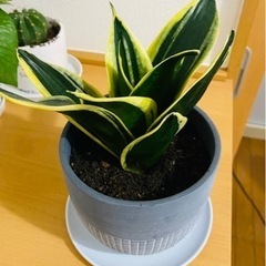観葉植物セットの画像