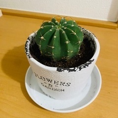 観葉植物セットの画像