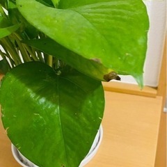 観葉植物セットの画像