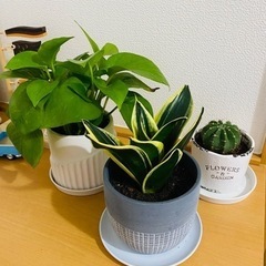観葉植物セット