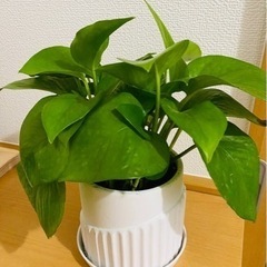 観葉植物セットの画像