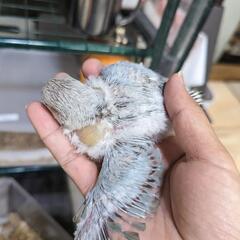 コザクラインコ雛入りました