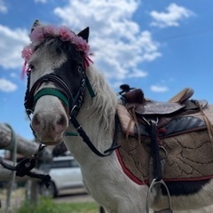馬好きさんと繋がりたい🐴✨