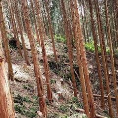 糸島市　山林(立木)買います