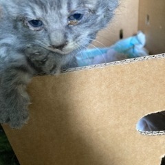 生後1ヶ月くらいの子猫5匹