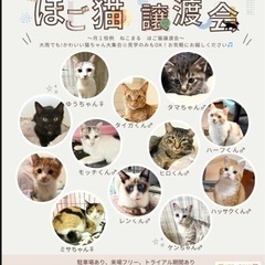 🐱ほご猫譲渡会🐱