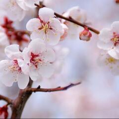 ありがとうございます！残り3苗となりました😊庭先やプランターで育てるシンボルツリー果樹♪南高梅🍀の画像
