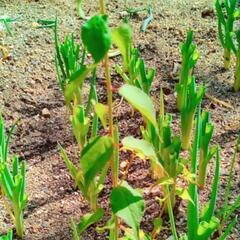 ありがとうございます！残り3苗となりました😊庭先やプランターで育てるシンボルツリー果樹♪南高梅🍀の画像