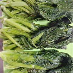 高菜塩漬け　3束　美味しいですよ完全無農薬無添加 お試し価格