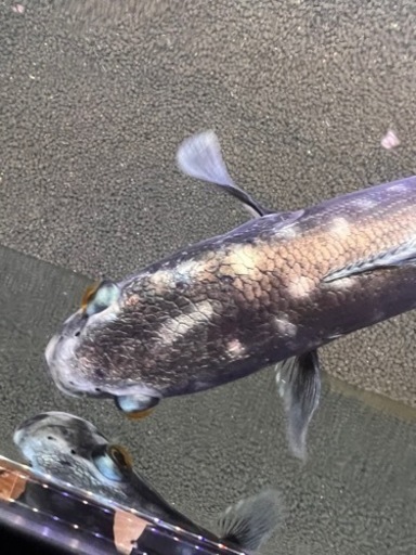 トーマンエマス