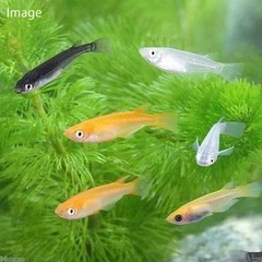 【上原メダカ】24時間営業　無人販売
