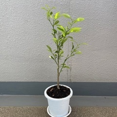 みかんの木①