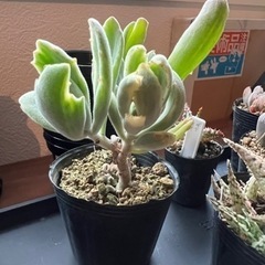 カランコエ 月兎耳錦 多肉 観葉植物