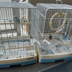 受付終了しました　里親募集セキセイインコ2羽