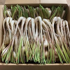 伊江島産島らっきょう