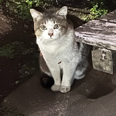 野良猫ちゃんの相談に乗って下さい