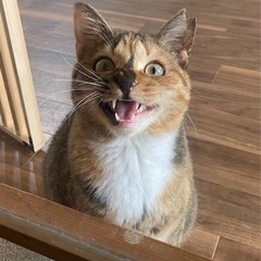 うさぎ尻尾ぷりぷりな美人猫（糸島市）