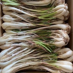 伊江島産島らっきょう