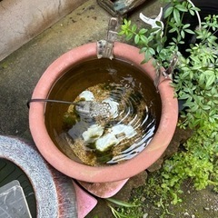 睡蓮鉢(メダカに最適) ①