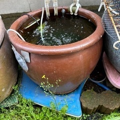 睡蓮鉢　
無地