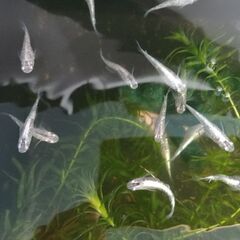 プラチナ星河　ラメ　お譲りします。の画像