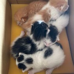 産まれて12日の子猫達