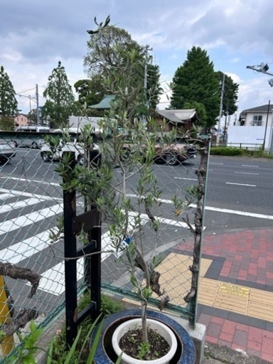 オリーブの木　180センチくらい