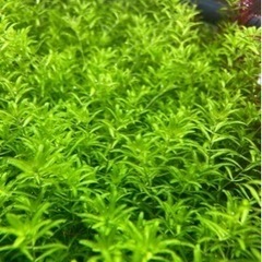 無農薬パールグラス100本