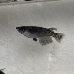 メダカ　ブラックダイヤ　卵　20個