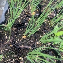 野菜苗　九条ネギ苗