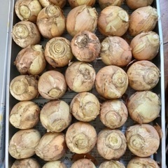 無農薬採れたて玉ねぎ35個入り