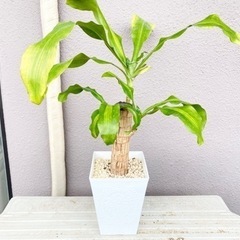 観葉植物⭐️幸福の木(ドラセナ)①