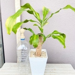 観葉植物⭐️幸福の木(ドラセナ)①の画像