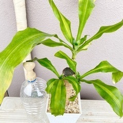 観葉植物⭐️幸福の木(ドラセナ)①の画像