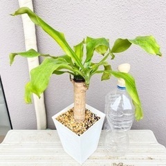 観葉植物⭐️幸福の木(ドラセナ)②の画像