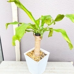 観葉植物⭐️幸福の木(ドラセナ)②