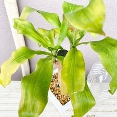 観葉植物⭐️幸福の木(ドラセナ)②の画像