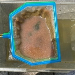 ミジンコ　タイリンクミジンコ　めだか　メダカ　餌　種親　約　50匹