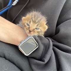 目も開いてない子猫🩷🩷🩷