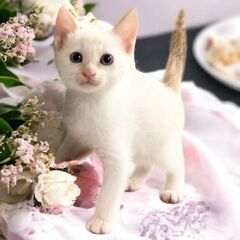 ５月12日(日)💛✨🌟三鷹で猫の譲渡会💛✨🌟シャム系の男の子生後...