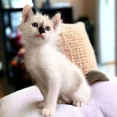 ５月12日(日)💛✨🌟三鷹で猫の譲渡会💛✨🌟シャム系の女の子　生...