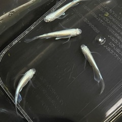 幹之ヒレ長メダカ　2ペアの画像