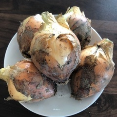 無農薬 新玉ねぎ  10玉くらいの画像