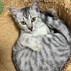 1歳程度サバトラ猫の女の子